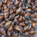 How to start snail farming business in Nigeria
