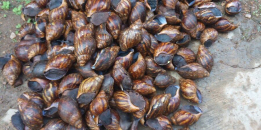 How to start snail farming business in Nigeria