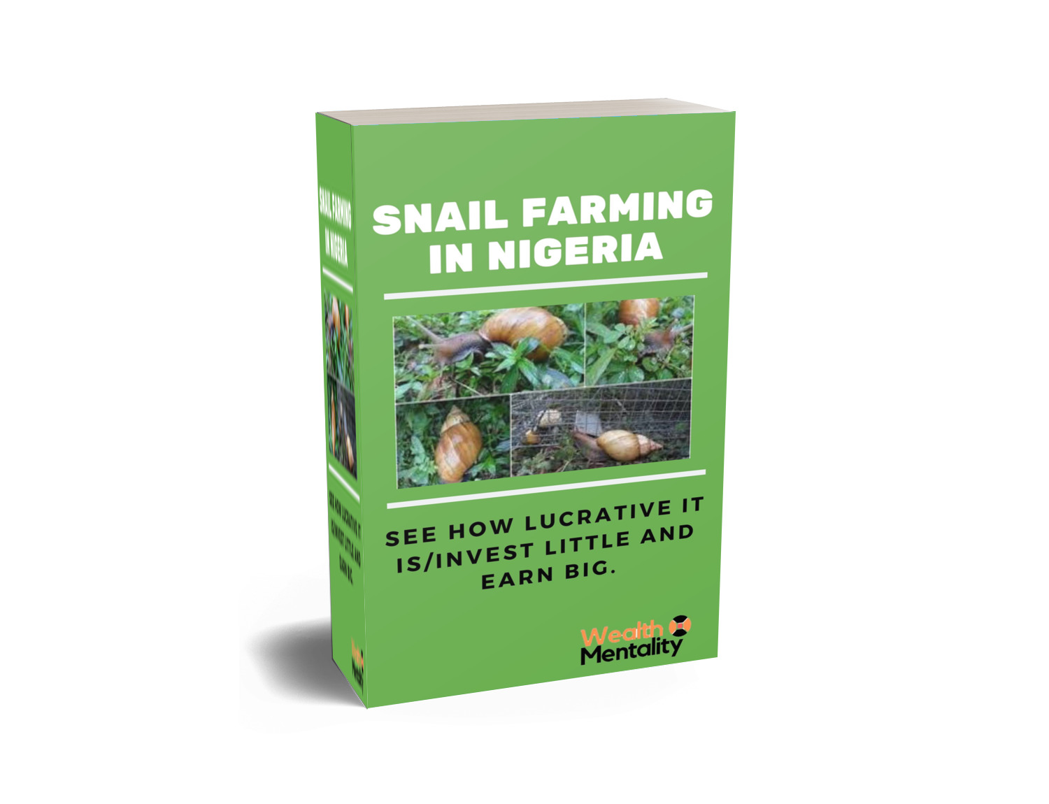 Snail Farming In Nigeria (See How Lucrative it is – Invest Little and Earn Big)