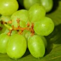 Are green grapes bad: should you avoid eating them?