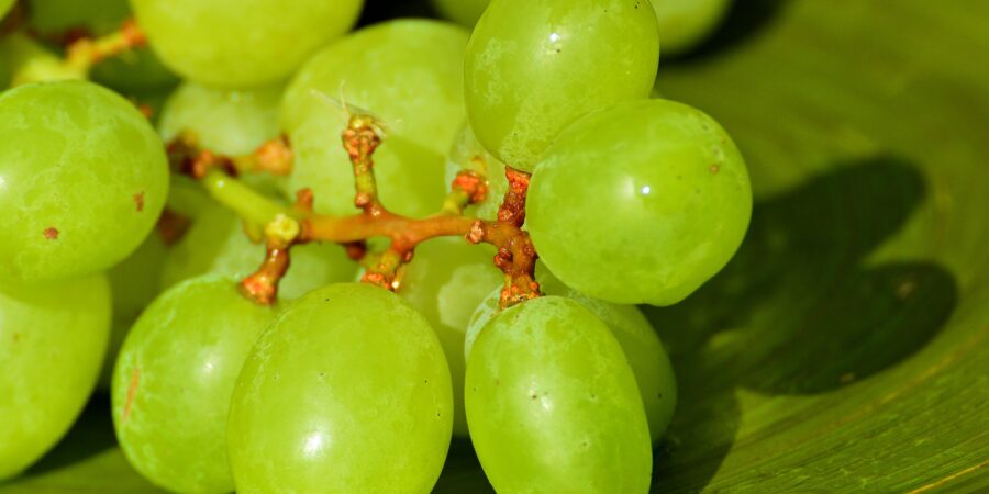 Are green grapes bad: should you avoid eating them?