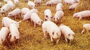 How to start pig farming business in Nigeria (The best guide)