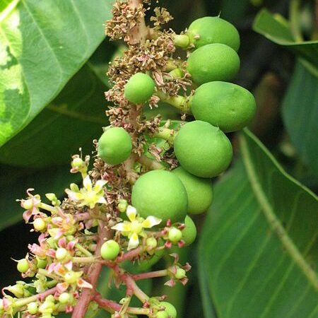 5 Diseases You Can Cure Treat With Mango Flowers - Have You Tried Any?