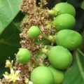 5 Diseases You Can Cure Treat With Mango Flowers - Have You Tried Any?