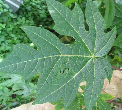 5 Age Risk Sickness You Can Cure With Papaya Leaf Tea