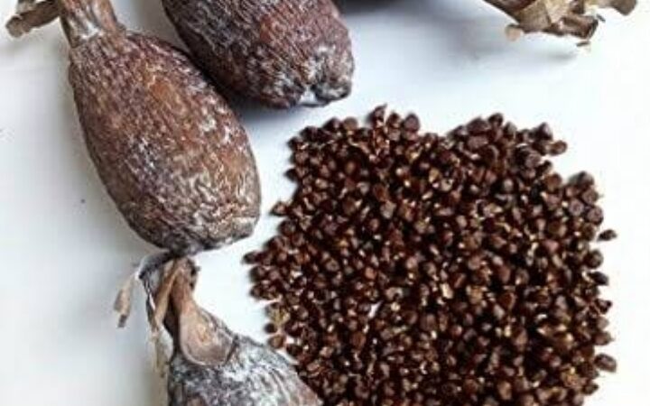 Health benefits of alligator pepper (ose oji) to man and woman