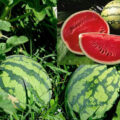 Is watermelon business profitable in Nigeria?