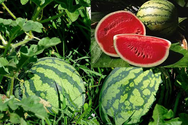 Is watermelon business profitable in Nigeria?