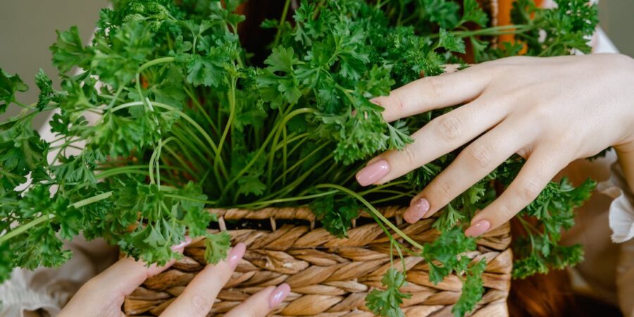 Health Benefits Of Parsley: Know The Nutrients And Recipes