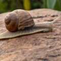 3 side effects of eating snails during pregnancy that are uncommon