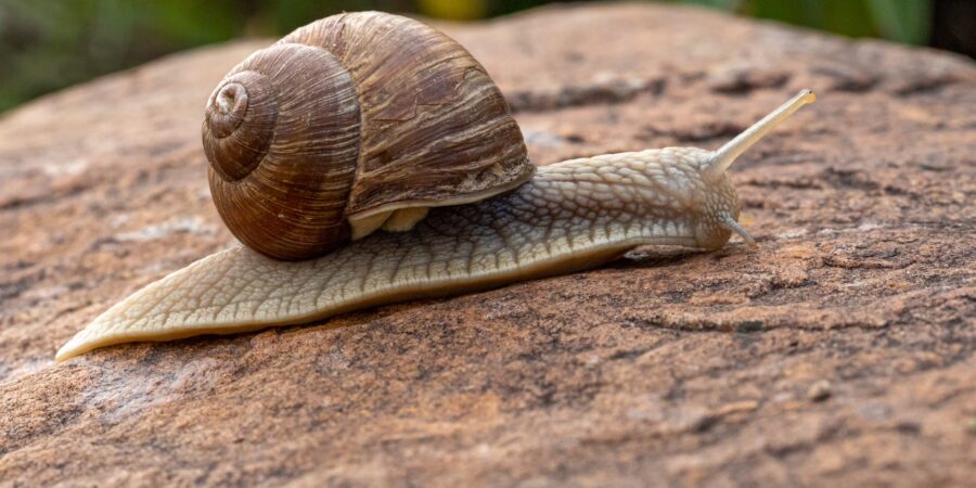 3 side effects of eating snails during pregnancy that are uncommon