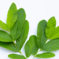 7 easy to source herbal leaves that are best for weight loss