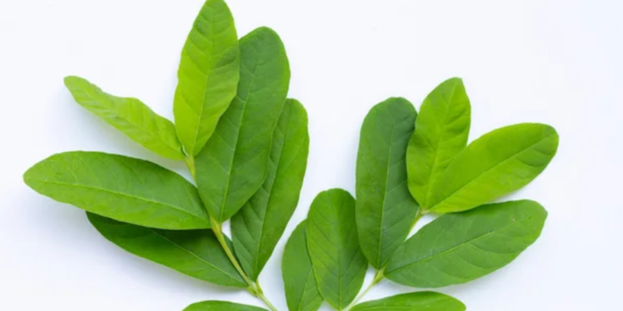 7 easy to source herbal leaves that are best for weight loss