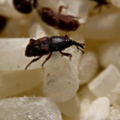 What Happens to Your Body If You Eat Weevil-Infested Rice?