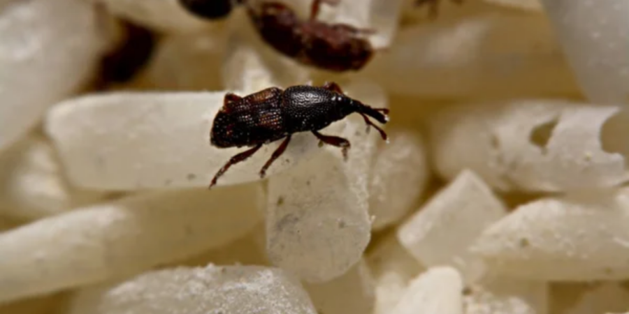 What Happens to Your Body If You Eat Weevil-Infested Rice?